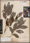 Foto von Salix caprea L. x Salix silesiaca Willd.